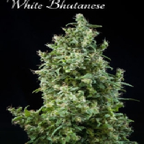 White Bhutanese (Mandala Seeds) Cannabis Seeds