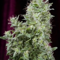 White Magic (Mandala Seeds) Cannabis Seeds