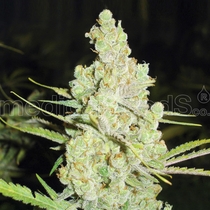 1024 (Medical Seeds) Cannabis Seeds