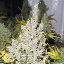 2046 (Medical Seeds) Cannabis Seeds