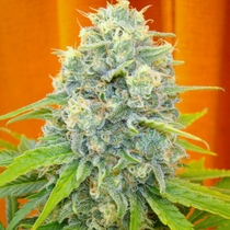 Channel+ (Medical Seeds) Cannabis Seeds