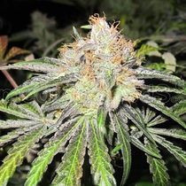 Deep Neville (Medical Seeds) Cannabis Seeds