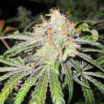 Deep Neville (Medical Seeds) Cannabis Seeds