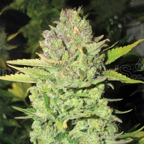 Devil Fruit (Medical Seeds) Cannabis Seeds