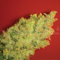 Jack La Mota (Medical Seeds) Cannabis Seeds
