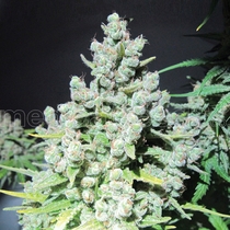 Malakoff (Medical Seeds) Cannabis Seeds