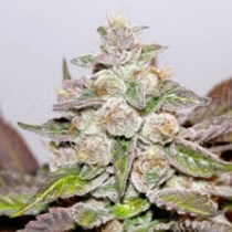 Mendocino Purple Kush (Medical Seeds) Cannabis Seeds