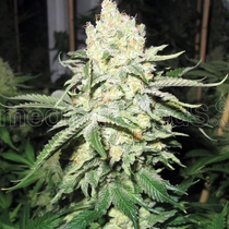 No Name (Medical Seeds) Cannabis Seeds
