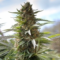 Over Dawg (Medical Seeds) Cannabis Seeds