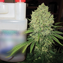 Prozac (Medical Seeds) Cannabis Seeds