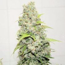 Sour Diesel (Medical Seeds) Cannabis Seeds