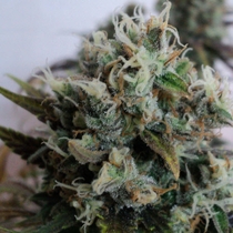 Y Griega (Medical Seeds) Cannabis Seeds