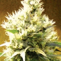 Afghani (Medicann Seeds) Cannabis Seeds