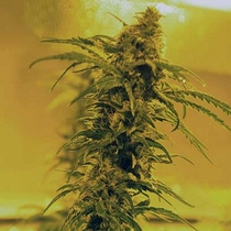 Black Blood (Medicann Seeds) Cannabis Seeds