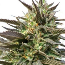 Blue Blood (Medicann Seeds) Cannabis Seeds