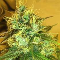 Blue Mountain Durban (Medicann Seeds) Cannabis Seeds