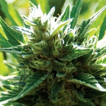 Cali Jack (Medicann Seeds) Cannabis Seeds