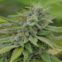 Cookie Dream (Medicann Seeds) Cannabis Seeds