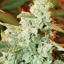 Kush Fromage Auto (Medicann Seeds) Cannabis Seeds