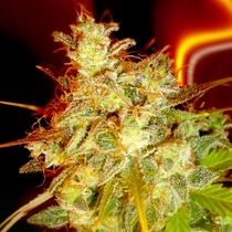 Mazari Grape (Medicann Seeds) Cannabis Seeds