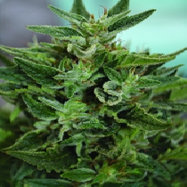 OG Kush CBD (Medicann Seeds) Cannabis Seeds