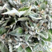 OG Kush (Medicann Seeds) Cannabis Seeds