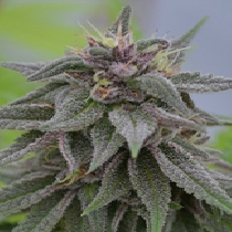 Peach Candy (Medicann Seeds) Cannabis Seeds