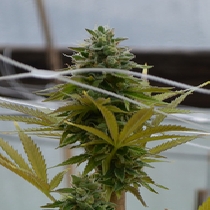 SFV OG Kush (Medicann Seeds) Cannabis Seeds