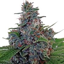 Auto Blue Amnesia (Ministry Of Cannabis Seeds) Cannabis Seeds