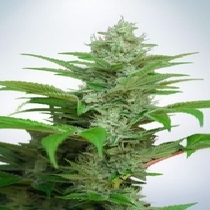 Auto CBD Star (Ministry of Cannabis) Cannabis Seeds