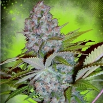 Auto Cheese NL (Ministry Of Cannabis Seeds) Cannabis Seeds