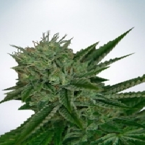 Auto Northern Lights (Ministry Of Cannabis) Cannabis Seeds