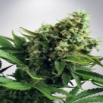 Auto White Widow (Ministry Of Cannabis Seeds) Cannabis Seeds