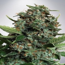 Auto Pilot XXL (Ministry Of Cannabis Seeds) Cannabis Seeds