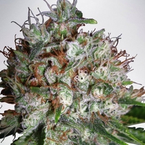 Big Bud XXL Feminised (Ministry Of Cannabis Seeds) Cannabis Seeds