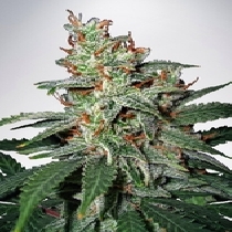 Carnival Feminised (Ministry Of Cannabis Seeds) Cannabis Seeds