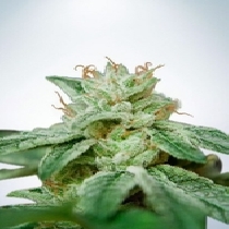 CBD Star Feminised (Ministry Of Cannabis) Cannabis Seeds