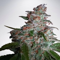 Northern Lights MOC Feminised (Ministry Of Cannabis Seeds) Cannabis Seeds