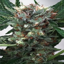 Zensation Feminised (Ministry Of Cannabis Seeds) Cannabis Seeds