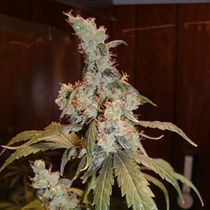 Afghan Haze (Mr Nice Seeds) Cannabis Seeds