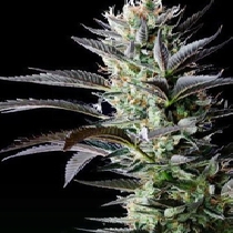 Afghan Skunk (Mr Nice Seeds) Cannabis Seeds