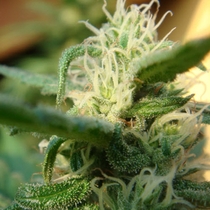 Angel Breathe (Mr Nice Seeds) Cannabis Seeds