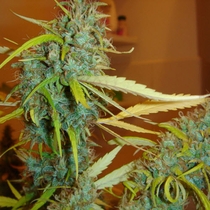 Angel Heart (Mr Nice Seeds) Cannabis Seeds