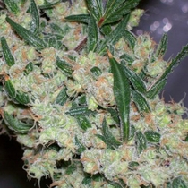 ASH (Mr Nice Seeds) Cannabis Seeds