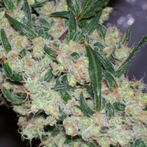 ASH (Mr Nice Seeds) Cannabis Seeds