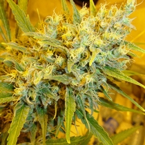 Critical Haze (Mr Nice Seeds) Cannabis Seeds