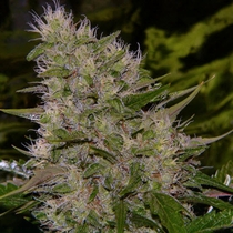 Critical Mass (Mr Nice Seeds) Cannabis Seeds