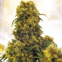Critical Skunk (Mr Nice Seeds) Cannabis Seeds
