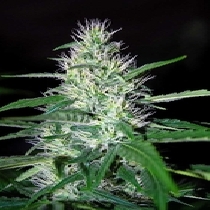 Critical Widow (Mr Nice Seeds) Cannabis Seeds