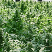 Dreamtime (Mr Nice Seeds) Cannabis Seeds